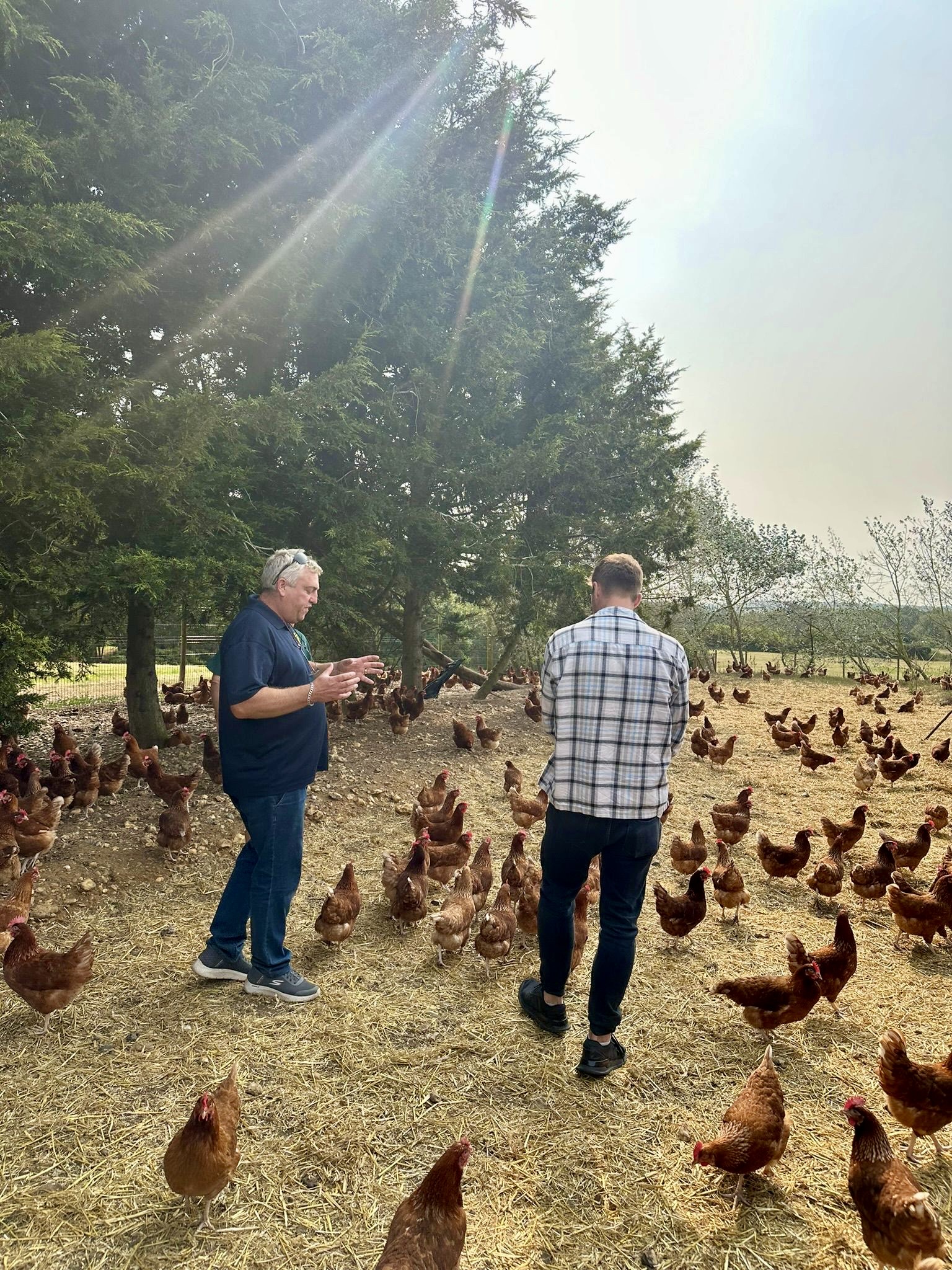 Kent eggs from Woodlands Farm, free-range and locally sourced in Kent