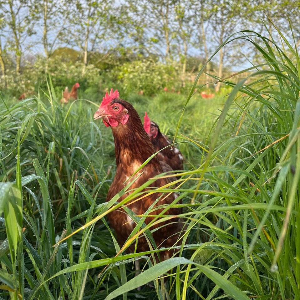 Kent eggs from Woodlands Farm, free-range and locally sourced in Kent