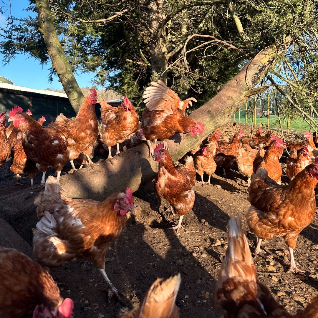 Kent eggs from Woodlands Farm, free-range and locally sourced in Kent