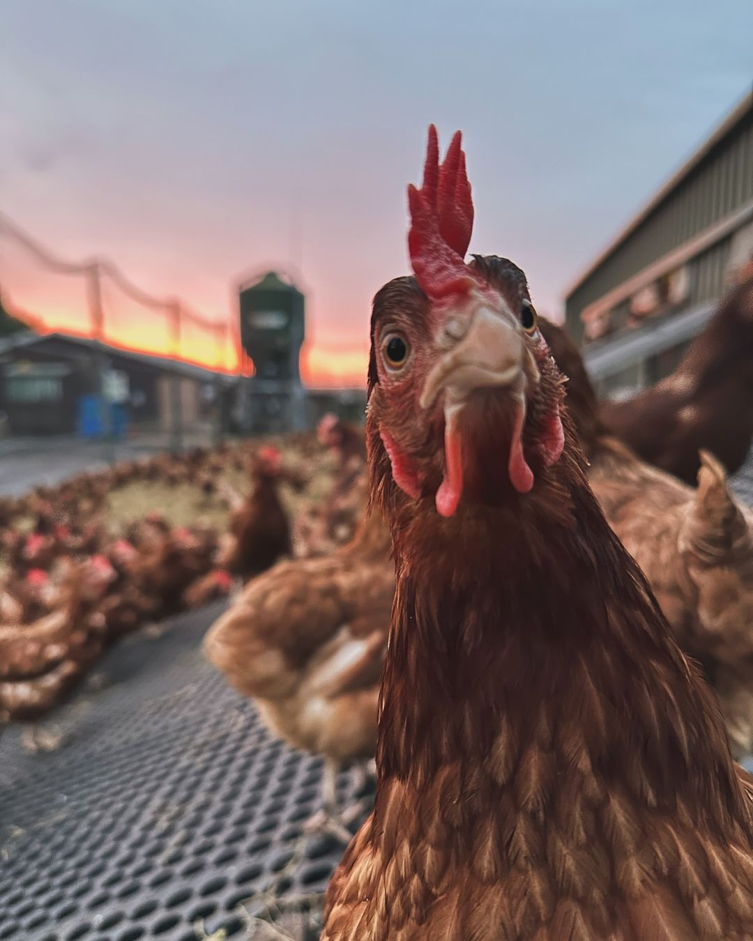 Kent eggs from Woodlands Farm, free-range and locally sourced in Kent