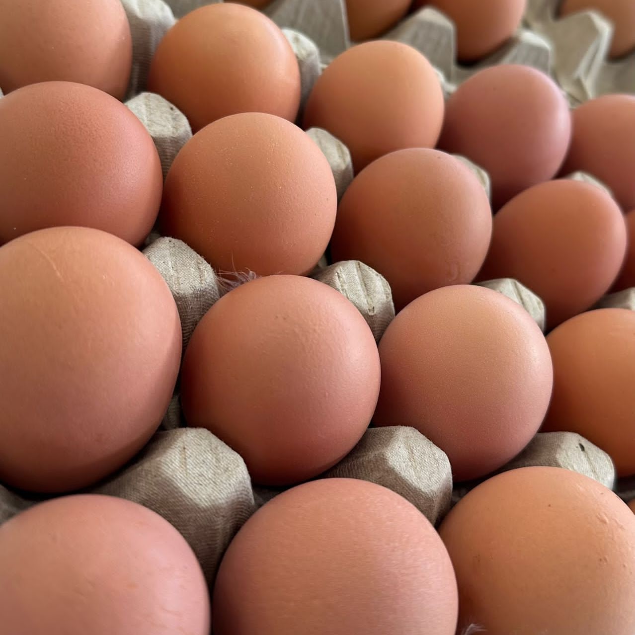 Kent eggs from Woodlands Farm, free-range and locally sourced in Kent