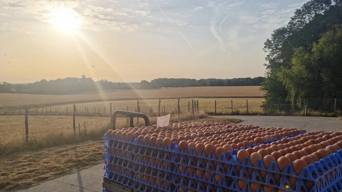 Kent eggs from Woodlands Farm, free-range and locally sourced in Kent